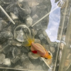 金魚　ショートテール琉金　② 4-5cmくらいの画像