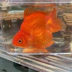 金魚　ショートテール琉金　② 4-5cmくらい