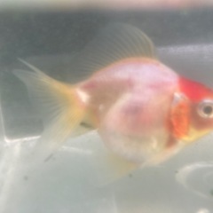 金魚　ショートテール琉金　　③ 4-5cmくらいの画像