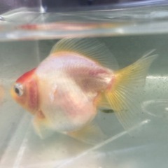 金魚　ショートテール琉金　　③ 4-5cmくらいの画像