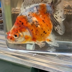 金魚　ショートテール琉金　　③ 4-5cmくらいの画像