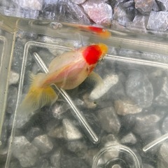 金魚　ショートテール琉金　　③ 4-5cmくらいの画像