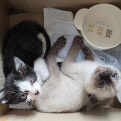 猫　里親募集の画像