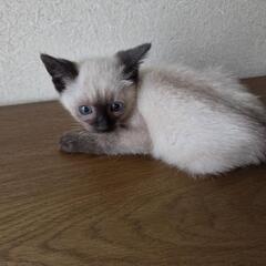 猫　里親募集 − 宮城県
