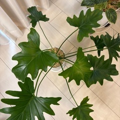 観葉植物フィロデンドロンセロームの画像