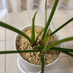 観葉植物フィロデンドロンセロームの画像