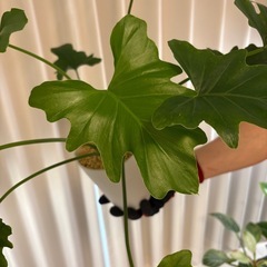 観葉植物フィロデンドロンセロームの画像