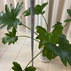 観葉植物フィロデンドロンセロームの画像