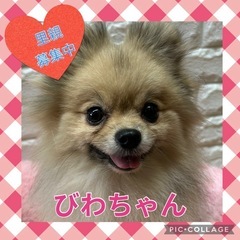 引退犬の里親募集★ポメラニアンのびわちゃん★