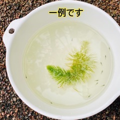 ミナミヌマエビ　稚エビ10匹＋α おまけ付きの画像