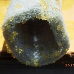 坂出三色メダカの卵（100粒以上）の画像