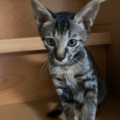 【可愛がってくださる方へ】キジトラ・オス・もうすぐ3ヶ月