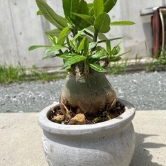 アデニウム アラビカム