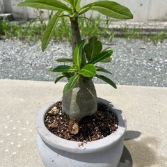 アデニウム アラビカム