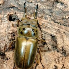 夏のカブトクワガタ使ったイベント依頼の画像