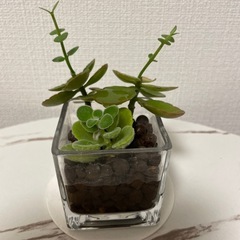 カランコエ&アロマティカス