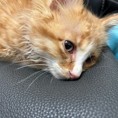 保護猫　推定２ヶ月半　オス