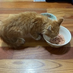保護猫　推定２ヶ月半　オス - 猫