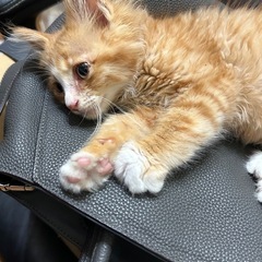 保護猫　推定２ヶ月半　オス - 志布志市