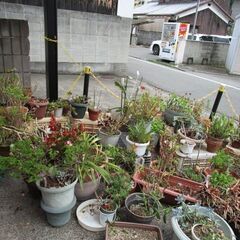 多肉植物無料で差し上げますの画像