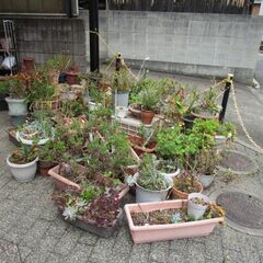 多肉植物無料で差し上げますの画像