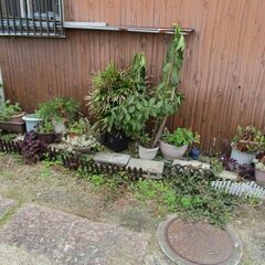多肉植物無料で差し上げますの画像