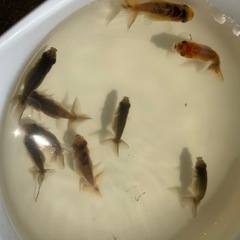 協会系らんちゅう子ども 1匹〜🐟