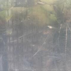 生まれたて♪めだかの赤ちゃん𓆛の画像