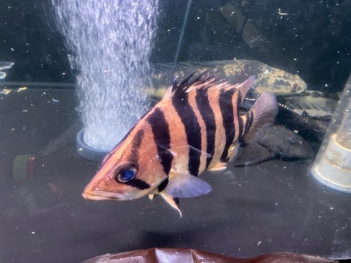 ダトニオプラスワン