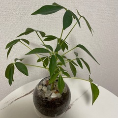 カポック水耕栽培