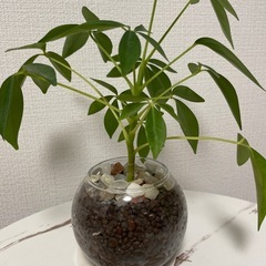 カポック水耕栽培の画像