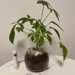 カポック水耕栽培の画像