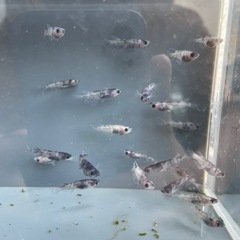 【メダカ屋　恵作めだか】　和墨新系統　写真は現物　ランダムに撮影　若魚　1匹300円の画像
