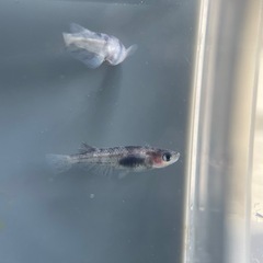 【メダカ屋　恵作めだか】　和墨新系統　写真は現物　ランダムに撮影　若魚　1匹300円の画像