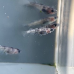 【メダカ屋　恵作めだか】　和墨新系統　写真は現物　ランダムに撮影　若魚　1匹300円の画像