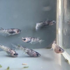 【メダカ屋　恵作めだか】　和墨新系統　写真は現物　ランダム…