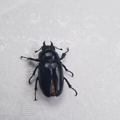 ユダイクスミヤマクワガタメス②の画像
