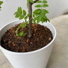 【植物】山椒　サンショウ　メスの画像