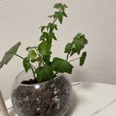 アイビー水耕栽培〔ハイドロボール〕の画像