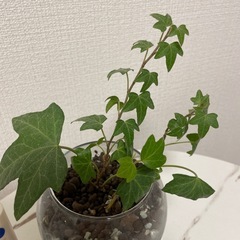 アイビー水耕栽培〔ハイドロボール〕の画像