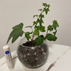 アイビー水耕栽培〔ハイドロボール〕