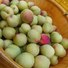 スモモ☆大石☆1個50円☆はねだし☆