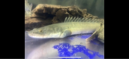 ［2匹セット］バガリウス、ビキールビキール