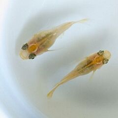 (お取引中)産卵中 『ダルマ だるま』1P 若魚 メダカ めだか