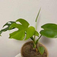 元気いっぱいモンステラの画像