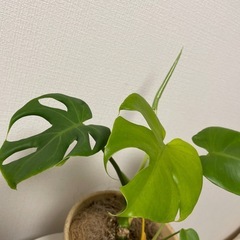 元気いっぱいモンステラの画像
