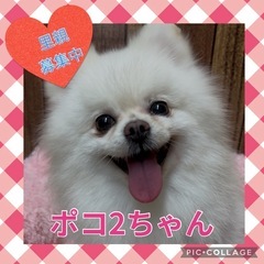 引退犬の里親募集★ポメラニアンのポコ2ちゃん★