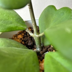 【観葉植物】ホヤカーリー　ハートホヤ　シャムサクラランの画像