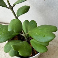 【観葉植物】ホヤカーリー　ハートホヤ　シャムサクラランの画像