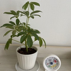 カポックの陶器鉢の画像